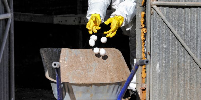 As egg prices soar the deadliest bird flu outbreak in US history drags on – Ars Technica