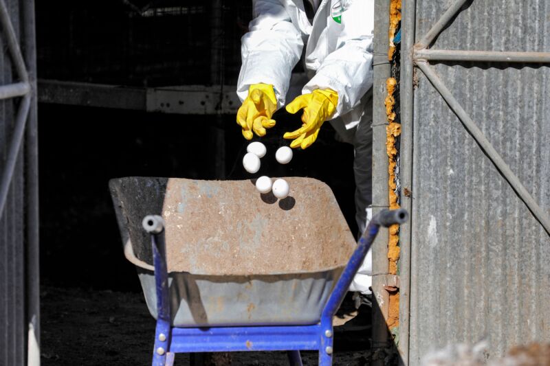 Chicken eggs are disposed of at a quarantined farm in Israel's northern Moshav (village) of Margaliot on January 3, 2022.