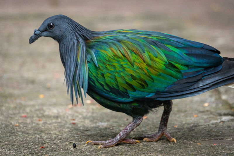 Image of a medium sized bird with iridescent feathers