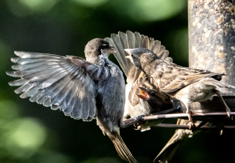 Two birds fighting on a tree branch