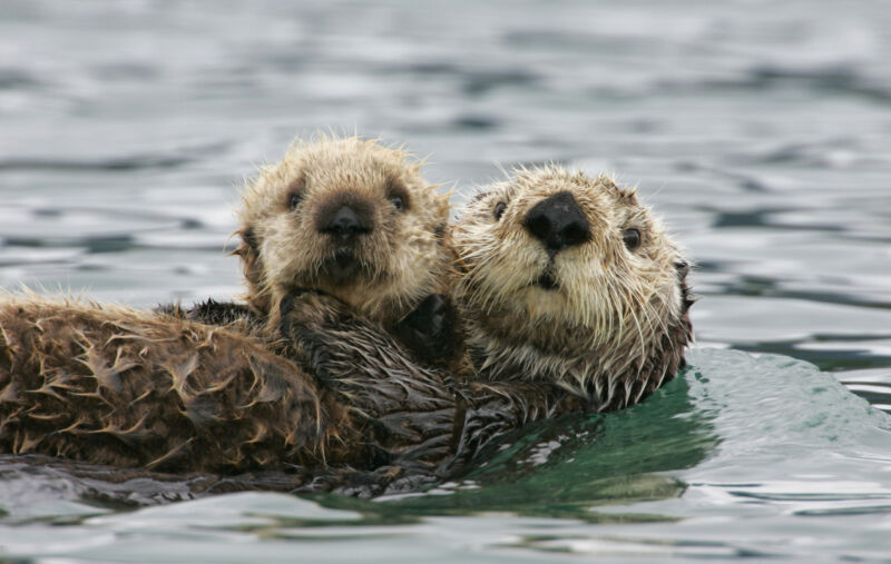 Image of a sea otter floating with its pup.
