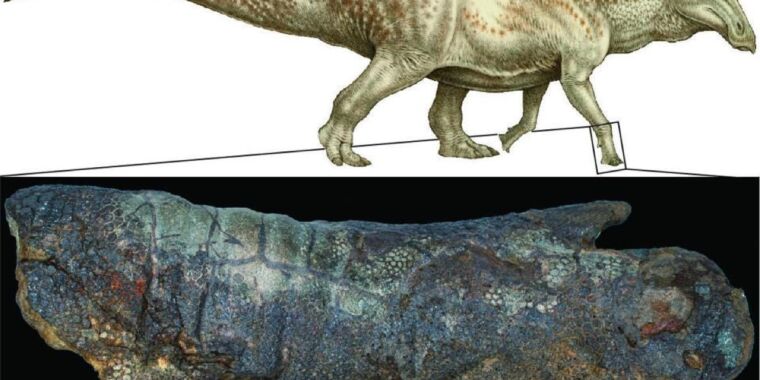 Um estudo descobriu que há mais de uma maneira de mumificar um dinossauro
