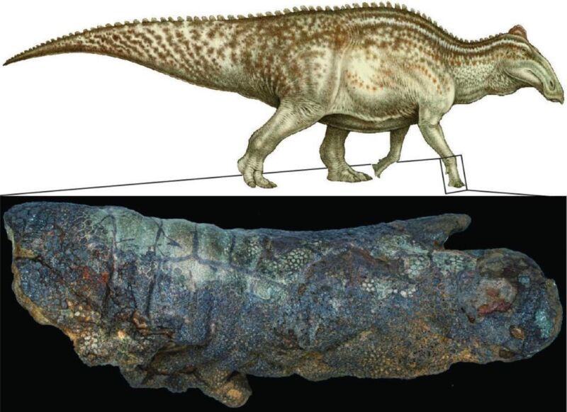 Full-color life reconstruction of <em>Edmontosaurus</em>.”/<figcaption class=