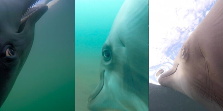 近距离接触：海豚追逐美味鱼时的 POV