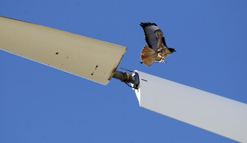red-tailed hawk alighting from turbine blade