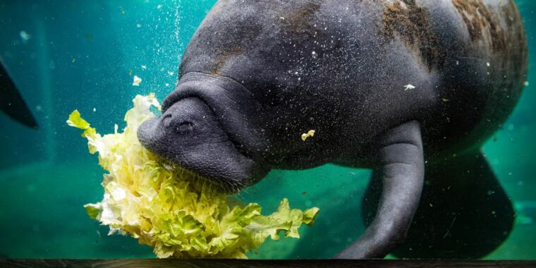 Florida is fighting to feed starving manatees this winter