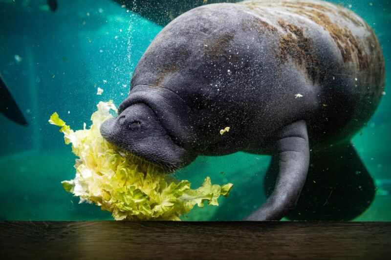 manatee eating lettuce