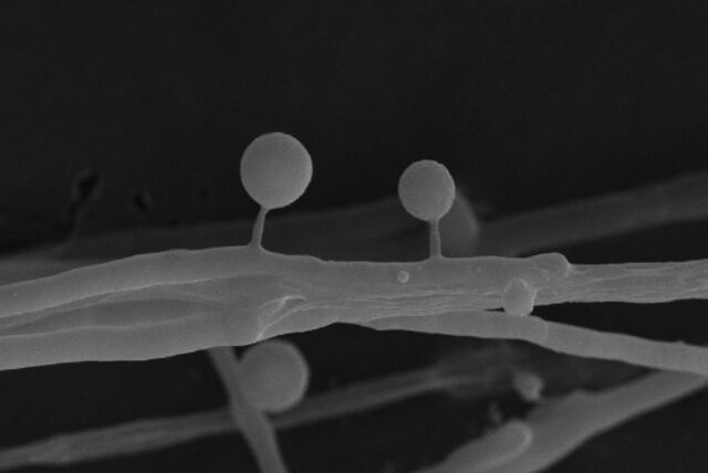 Scanning electron microscopy (SEM) image of toxocysts on <em>P. ostreatus</em> hyphae.