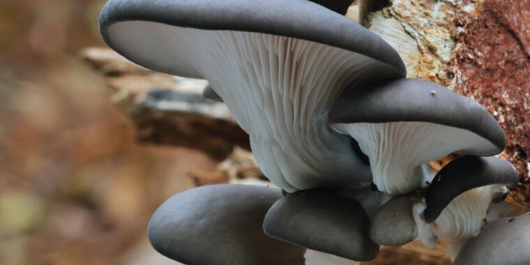Carnivorous oyster mushrooms can kill roundworms with “nerve gas in a lollipop” – Ars Technica