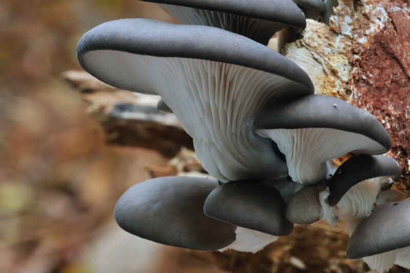 Oyster mushrooms growing on tree trunk in forest.