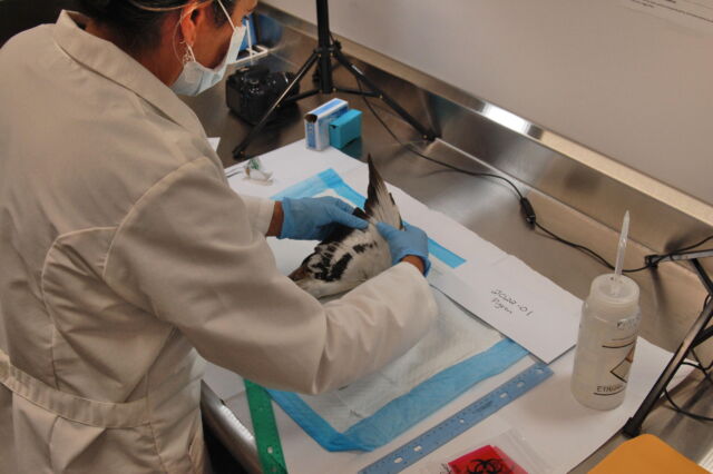 Todd Katzner’s lab manager, Patricia Ortiz, demonstrates how to process samples using a pigeon. Katzner and other biologists are creating a nationwide repository of dead birds and bats killed at renewable energy facilities.