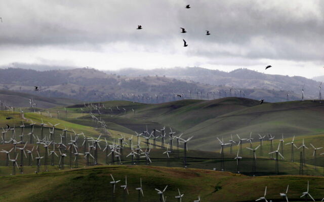 Wind turbines dot the hills along the Altamont Pass in 2012 as birds fly overhead. Though the sea breeze makes Altamont idea for wind energy, many nesting birds live in the area. In a study that included dead birds found at Altamont, Katzner and his co-authors found that replacing old turbines with fewer, newer models didn’t reduce wildlife mortality.