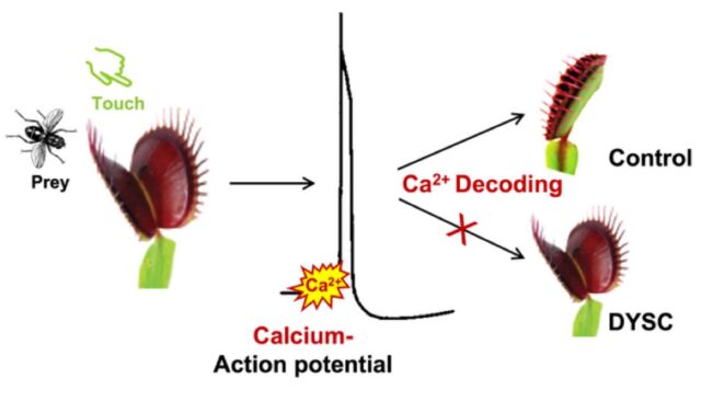 Stimulation of the Venus flytrap by touch triggers electrical signals and calcium waves. The calcium signature is decoded; this causes the trap to shut quickly. But the DYSC mutant has lost the ability to read and decode the calcium signature correctly.