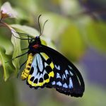 image of a yellow and blue butterfly perched on a plant.