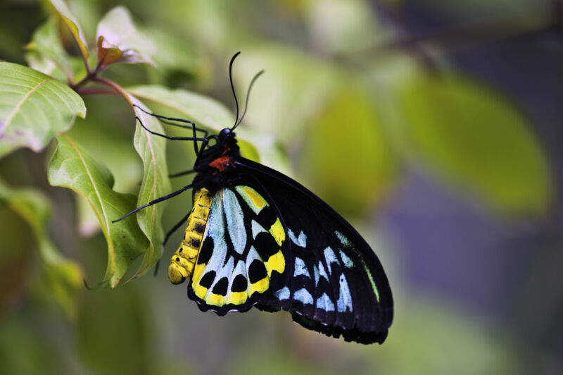 image of a yellow and blue butterfly perched on a plant.