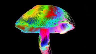 Unlocking Nature's Secrets: How Mushrooms Independently Evolved to Produce Psilocybin