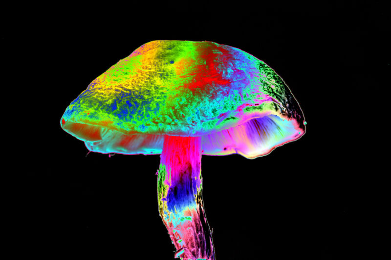 Image of a multi-color, iridescent mushroom.