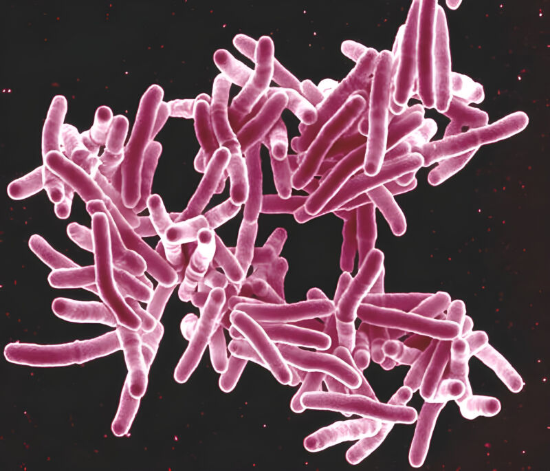 <em>Mycobacterium tuberculosis</em>.