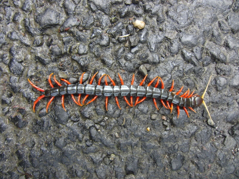 A black centipede with red legs.