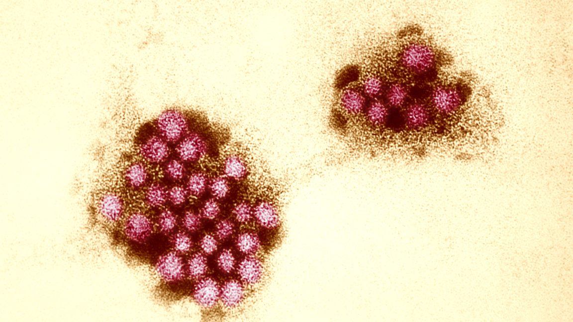 Saliva that fights norovirus? Experimental oral vaccine is nothing to spit at.