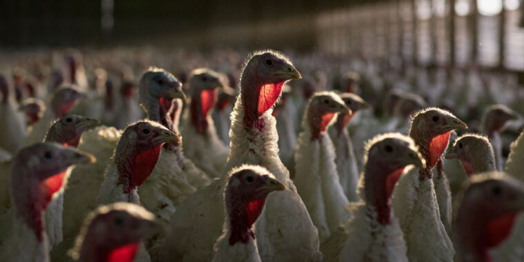 L’épidémie de grippe aviaire a pris une tournure inquiétante