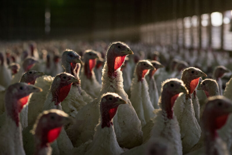Turkeys stand in a barn at Yordy Turkey Farm in Morton, Illinois