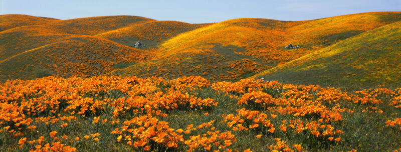 Image of a California hillside covered in orange flowers.