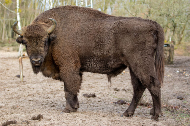 Back from the brink: Wild European bison in Germany.