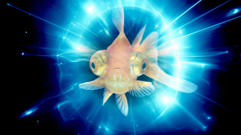 According to Werner Heisenberg and Niels Bohr, when it comes to the subatomic world, we’re just goldfish.