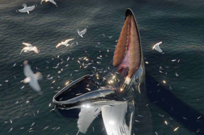 A digital reconstruction of a humpback whale trap feeding