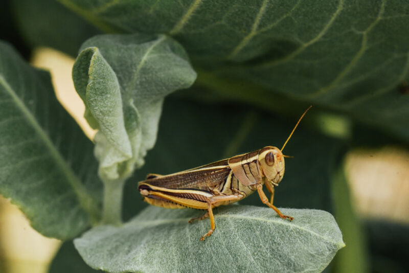 Grasshopper на зеленых листьях