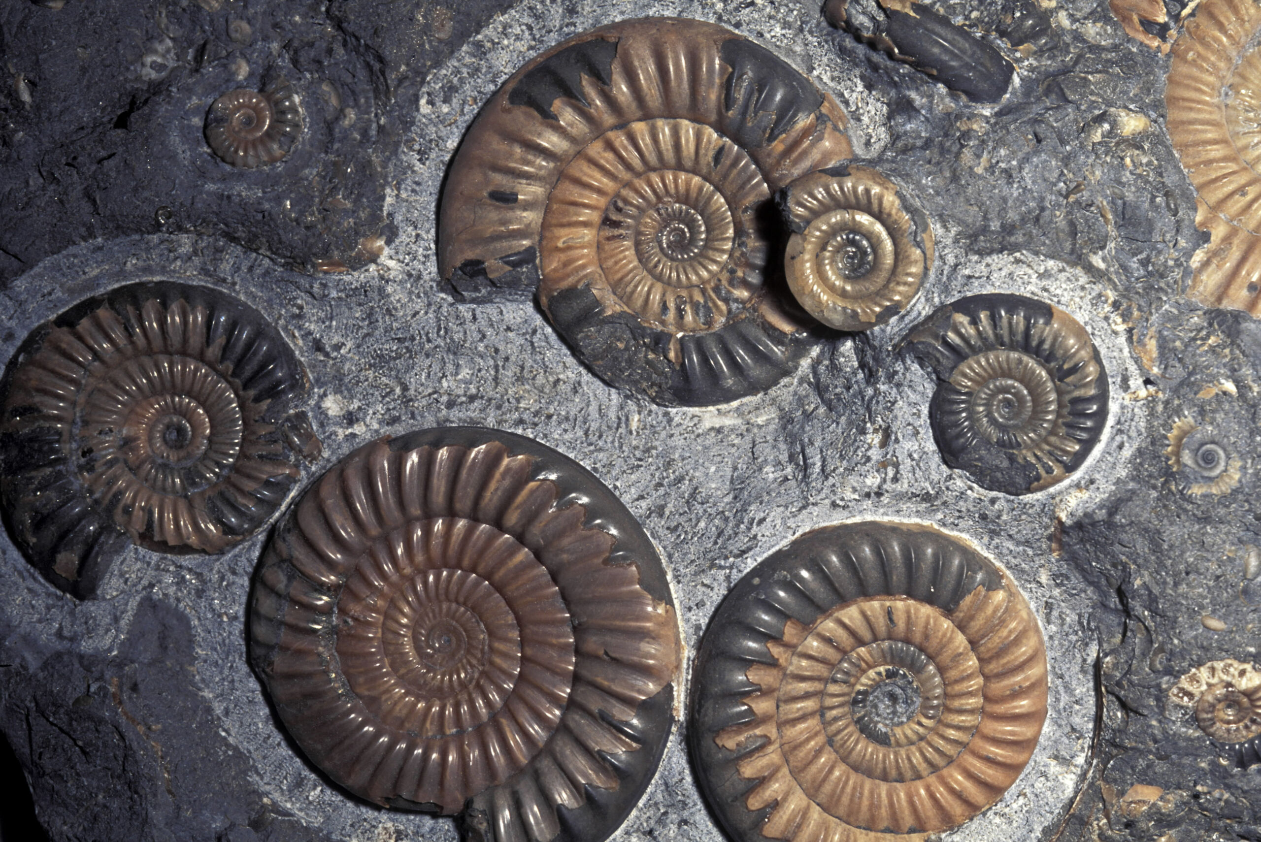 Fossil ammonites are often found intact and not crushed to small pieces, as they were at this site.