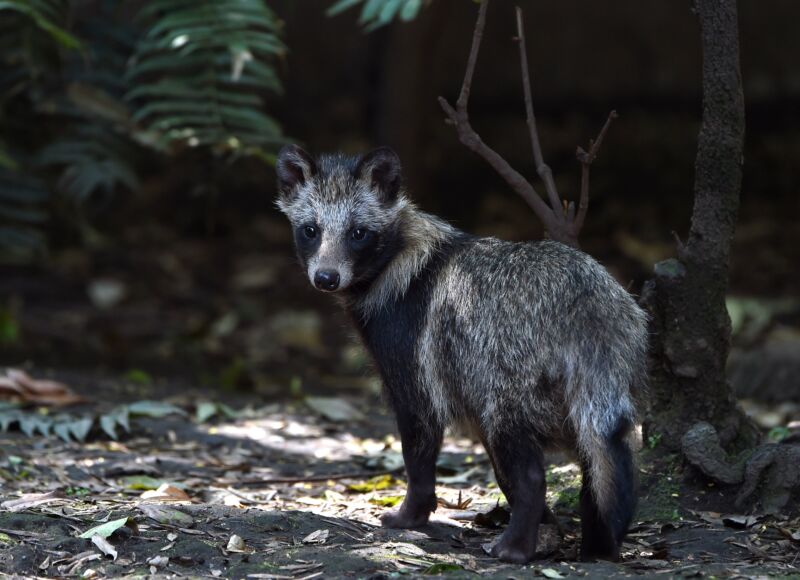 A raccoon dog at the Chapultpec Zoo in Mexico City on August 6, 2015.