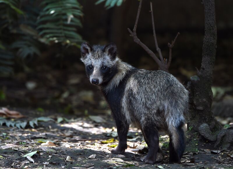 A raccoon dog at the Chapultpec Zoo in Mexico City on August 6, 2015. 