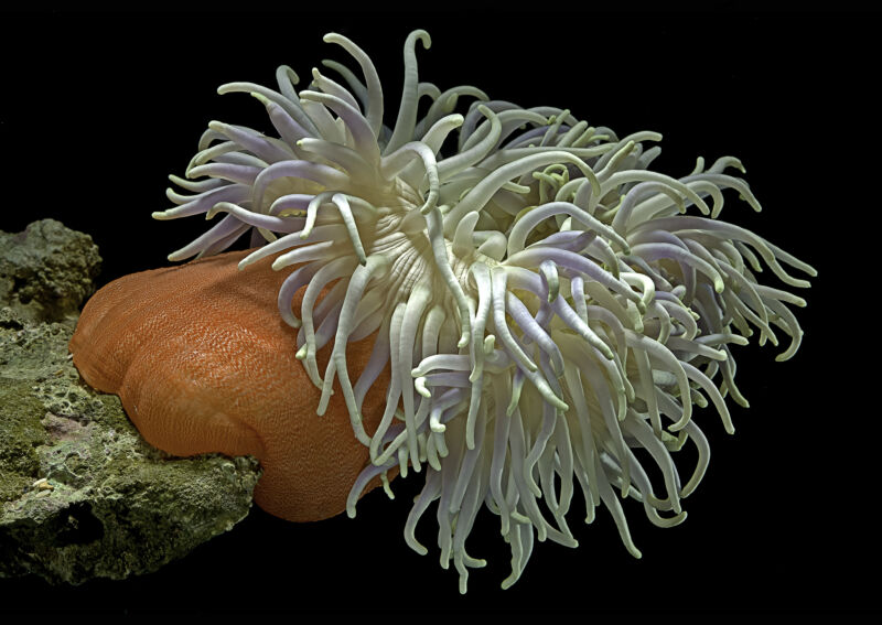 Image of a sea anemone, with an orange base and white tentacles.