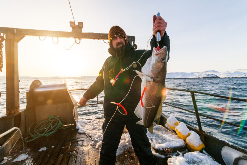 A man on a boat holding a large fish caught on a hook.