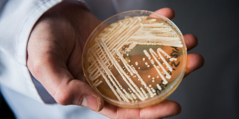 Deadly drug-resistant yeast gained ground more drug resistance amid COVID
