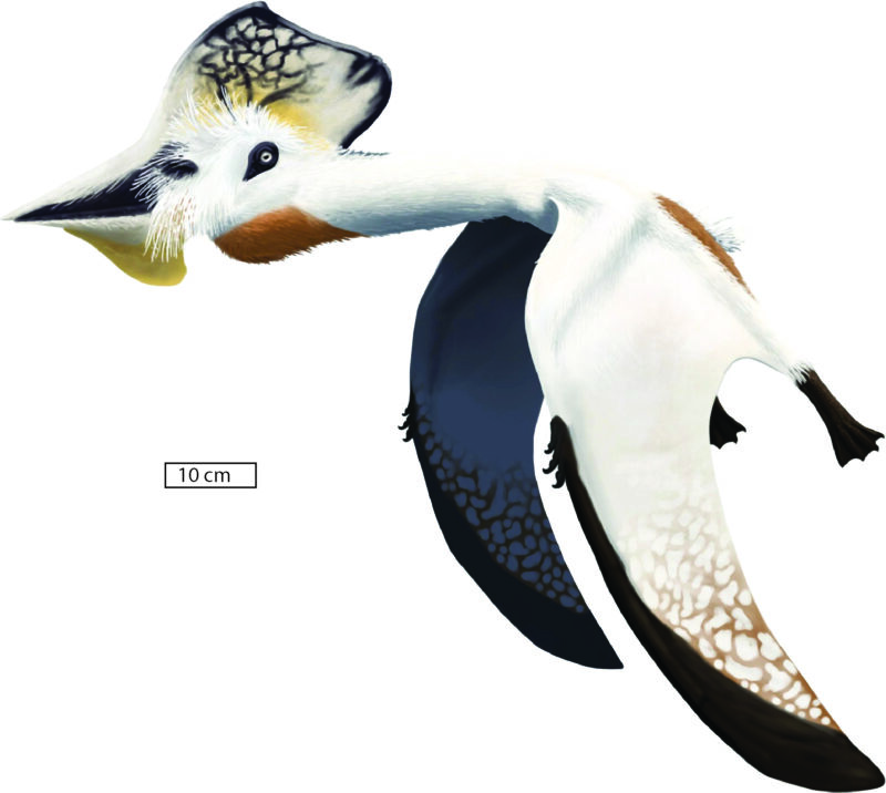 The Oregon pterosaur <em>Bennettazhia oregonensis</em>, with 4 meter wingspan, reconstructed independently in seagull colors by Midiaou Diallo and reproduced with permission.