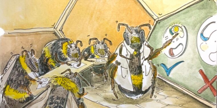 Les abeilles apprennent à danser et à résoudre des énigmes de leurs pairs