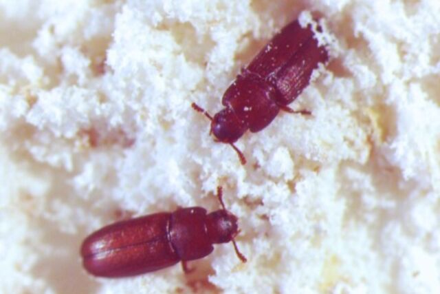 Food security in developing nations is particularly affected by animal species like the red flour beetle which has specialized in surviving in extremely dry environments, granaries included, for thousands of years.