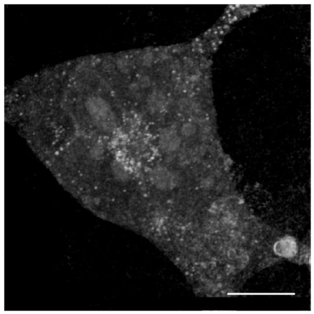 By incorporating cuttlefish proteins into mammalian cells, the researchers can adjust the cells' transparency from clear to cloudy. 