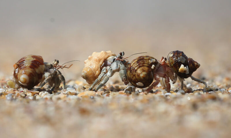 hermit crabs