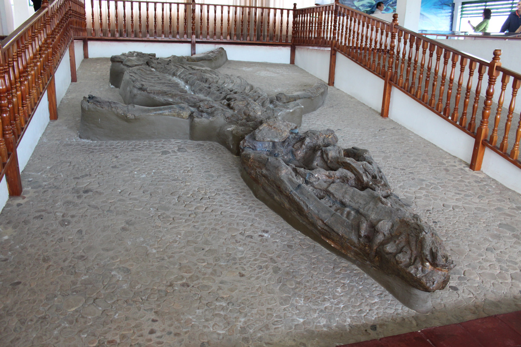 أحد الزواحف المفترسة ، وهو عضو في pliosaurs.