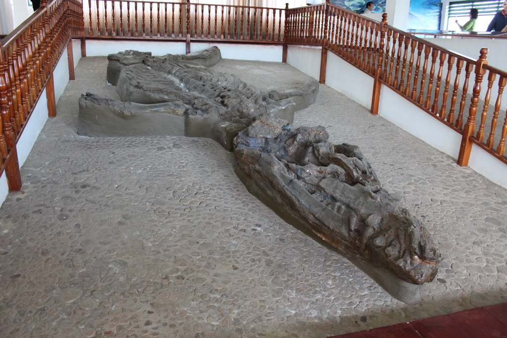 A predatory reptile, a member of the pliosaurs.