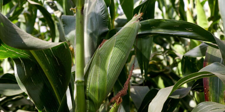 Alors que les récoltes du Kenya échouent, une bataille sur les OGM fait rage