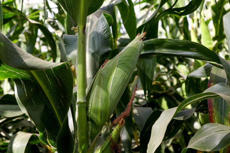 maize plant