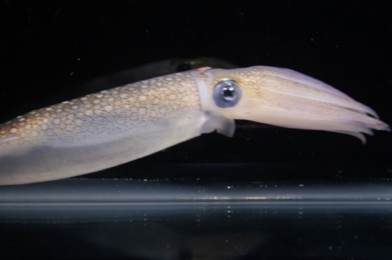 Certain squid have the ability to camouflage themselves by making themselves transparent and/or changing their coloration.