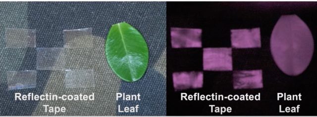 V roce 2015 byla na UC Irvine založena laboratoř Alon Gorodetsky Lab "nálepky neviditelnosti" S reflexními proteiny olihně.