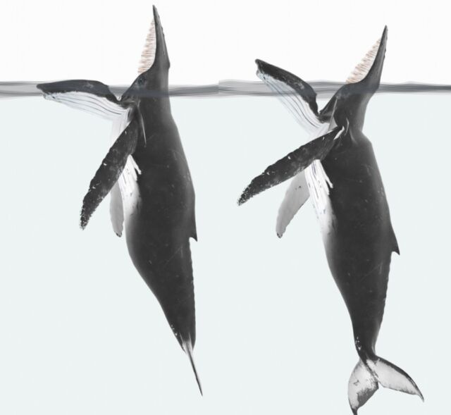 Diagram paus bungkuk yang terlibat dalam perangkap makan;  dengan rahang rata dengan garis air, atau diangkat ke ketinggian yang sama dengan mimbar.
