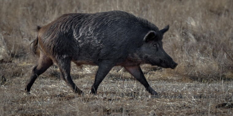 Les porcs sauvages sont la menace invasive à laquelle vous n’avez jamais pensé